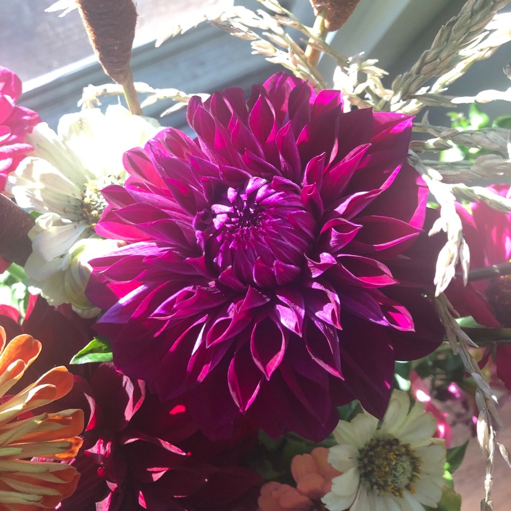 Meet your Posher, Lisa